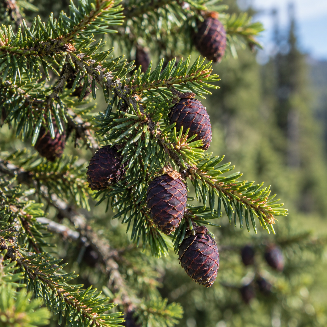 Black Spruce (Schwarzfichte)
