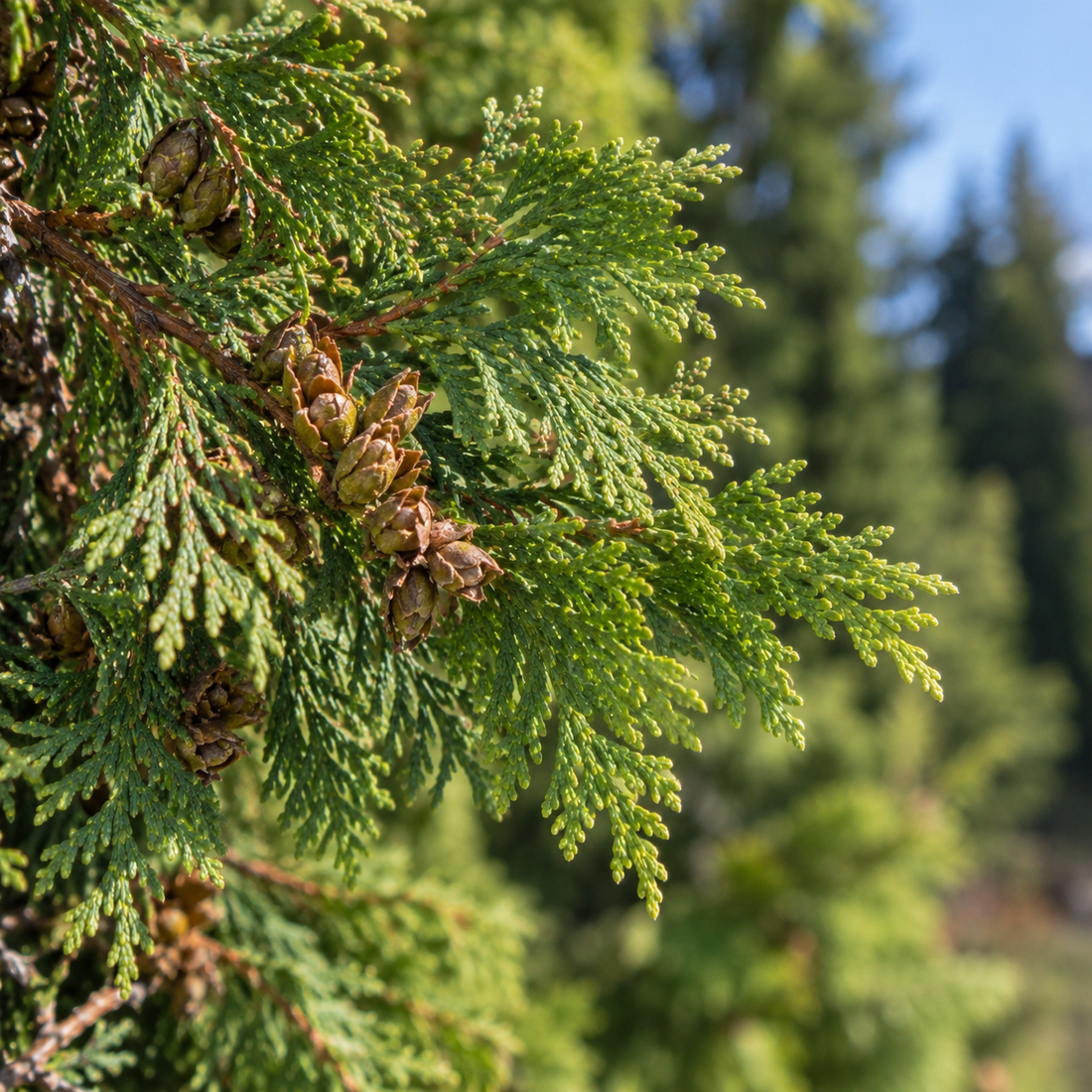 Arborvitae (Lebensbaum)