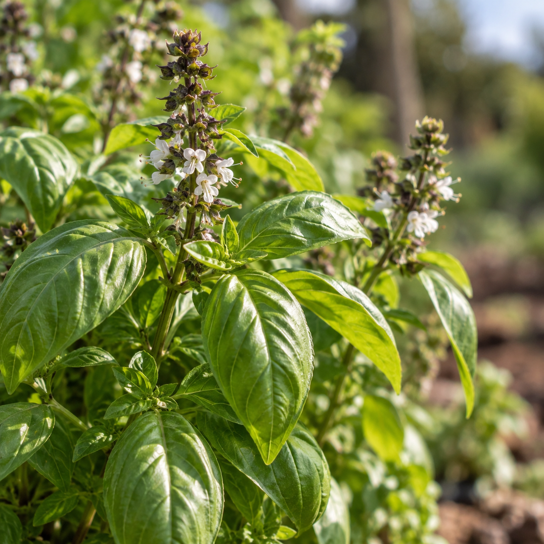 Basil (Basilikum)