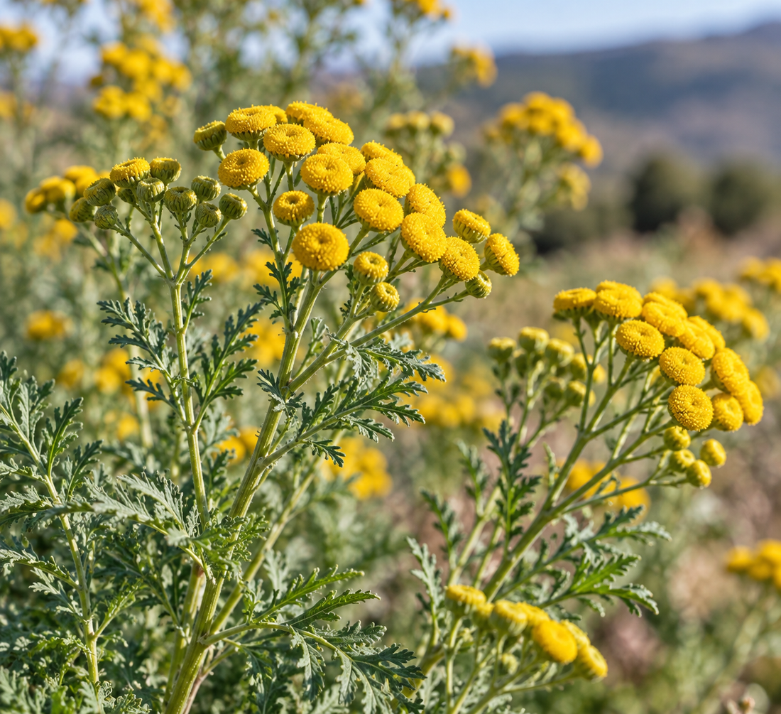 Blue Tansy (Blauer Reinfarn)
