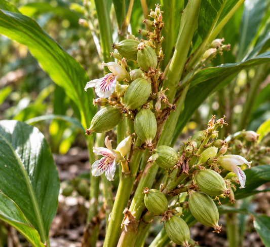Cardamom (Kardamom)