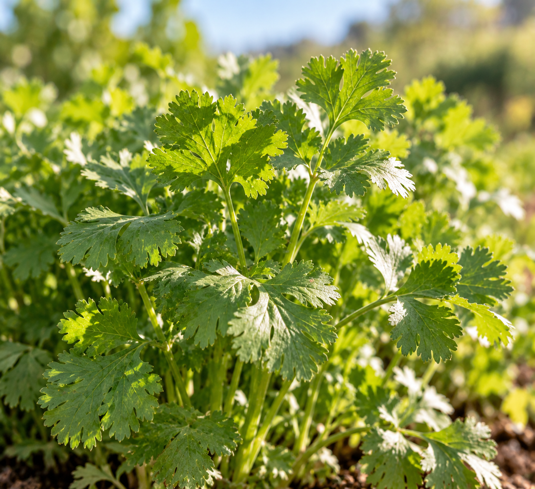 Cilantro (Korianderblatt)