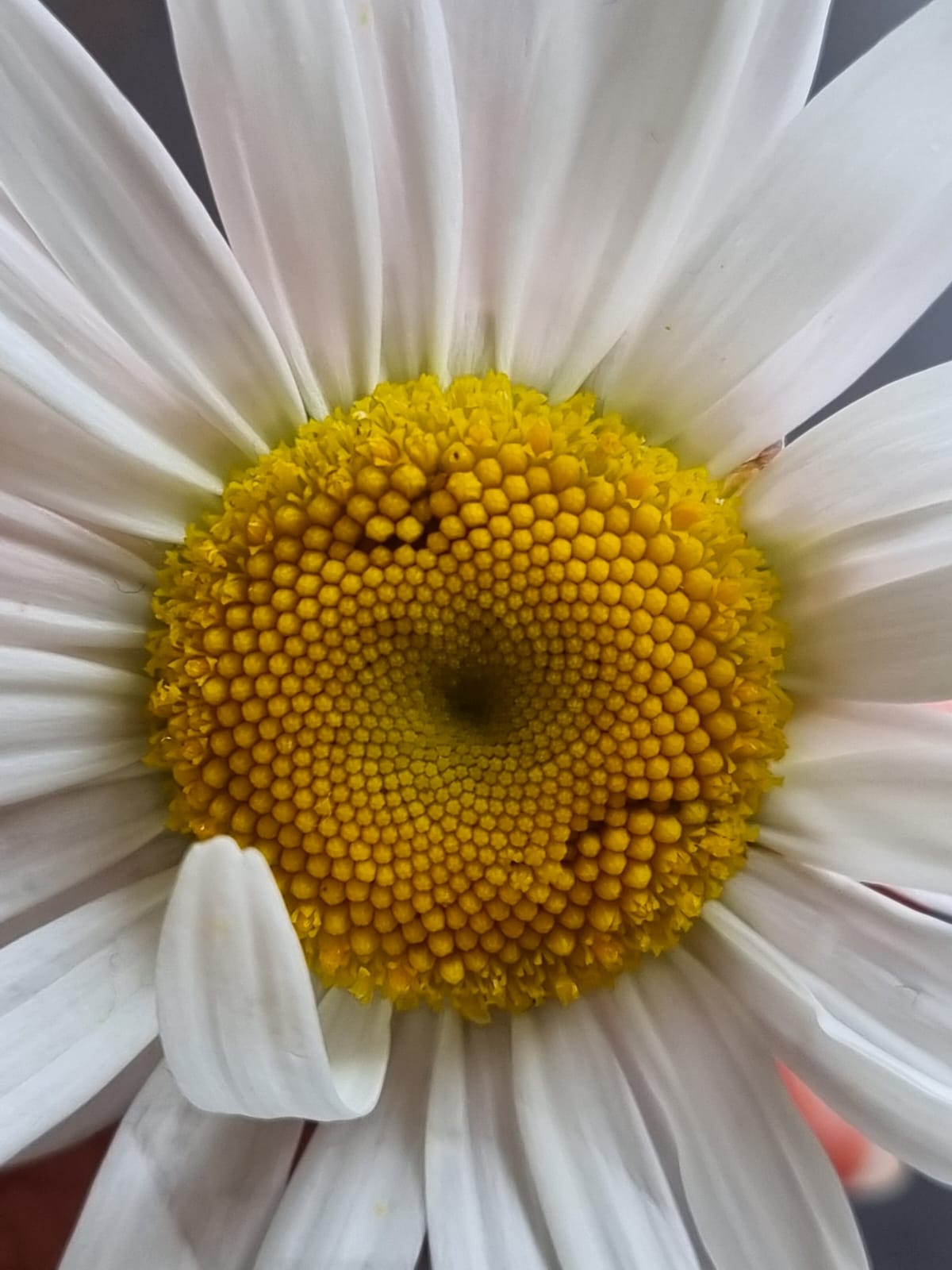 Collana con perla di vetro - margherita